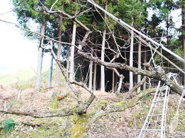 剪定作業中の冬の栗の木